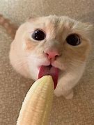 Image result for Cat Eat Banana