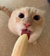 Image result for Cat Eating Banana