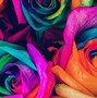 Image result for Rainbow-Coloured Flower
