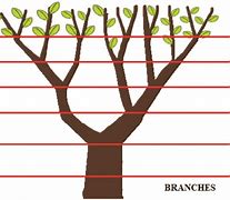 Image result for Fibonacci Tree Branches