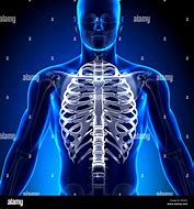 Image result for Rib Cage and Sternum