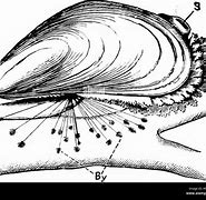 Image result for Ming the Clam