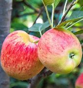 Image result for Gala Apple Trees Growing