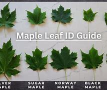 Image result for Maple Trees Types by Leaf