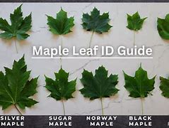 Image result for Types of Red Maple Leaves