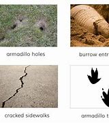 Image result for Identify Armadillo Poop