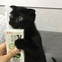 Image result for Black Cat Instagram
