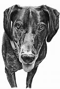 Image result for Realistic Pencil Dog Drawings