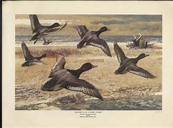 Image result for Remington Arms Prints
