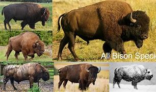 Image result for Scraggly Bison
