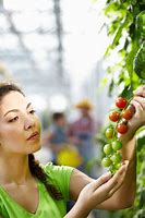 Image result for Free Stock Image Picking Fruit