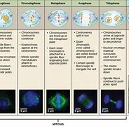 Image result for Cell Cycle Process
