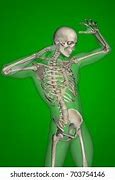 Image result for Human Body Skeleton 3D Model