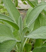 Image result for Salvia officinalis (SALIE)