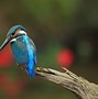 Image result for Hooked Beak