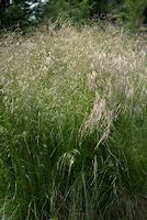 Image result for Deschampsia cespitosa Pixie Fountain