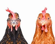 Image result for Two Plus Two Is Chicken