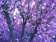 Image result for Pastel Purple Tumblr Aesthetic