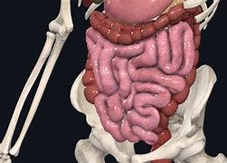 Image result for Small Intestine Organ