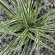 Image result for Carex oshimensis Everest