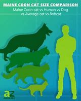 Image result for Cat Size Comparison Chart