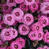 Image result for Dianthus Cute as a Button