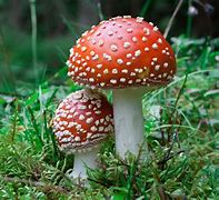 Image result for magic mushrooms