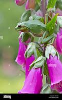 Image result for Tree Frogs