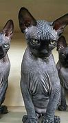Image result for Weirdest Cats