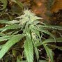 Image result for God Bud Cannabis Plant Growing