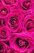 Image result for pink rose wallpaper