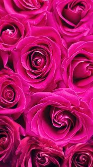 Image result for R Wallpapers Rose S