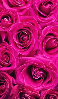 Image result for Pink Rose Wallpaper for iPhone