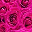 Image result for Roses iPhone 5 Wallpaper