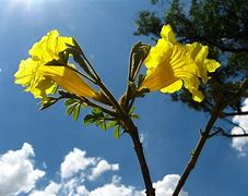 Image result for Flowers Sao Paulo