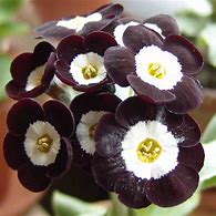 Primula auricula Douglas Black に対する画像結果