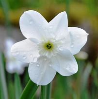 Image result for Narcissus Xit