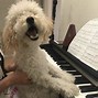 Image result for Dog Playing Piano Funyn