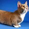 Image result for Munchkin Cat with Short Legs