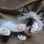 Image result for Ragdoll Cat Photography