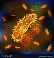 Image result for Bacteria Sizes Smallest to Largest