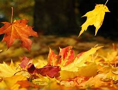 Image result for Fallen Autumn Leaves