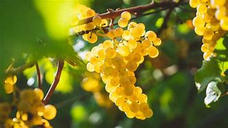 Image result for Chardonnay Wine Grapes