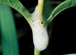 Image result for "spittlebugs/froghoppers"