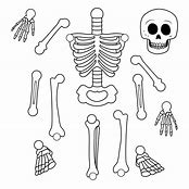 Image result for Printable Human Skeleton Chart