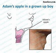 Image result for How to Draw an Adam's Apple