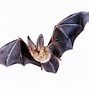Image result for Simple Bat PNG