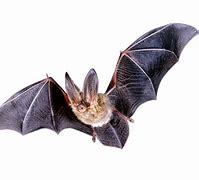 Image result for Petting Cute Angry Bat
