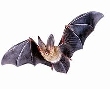 Image result for Fox Bat Transparent
