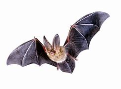 Image result for Single Bat Transparent